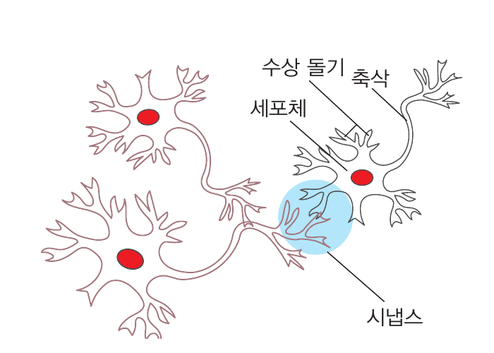 교과서의 인간 신경망 그림